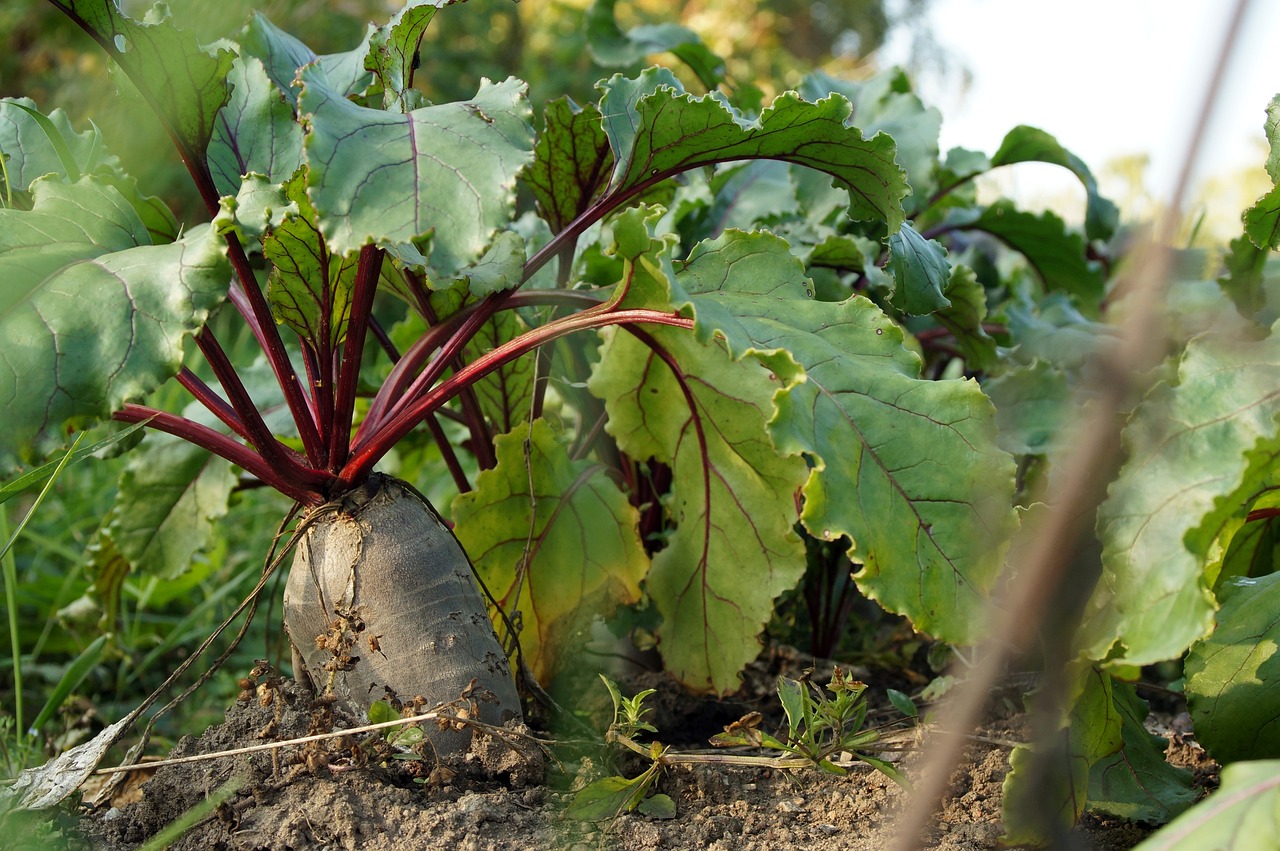 Guide to Growing Beets in Your Backyard